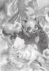 tanuki1_jpg